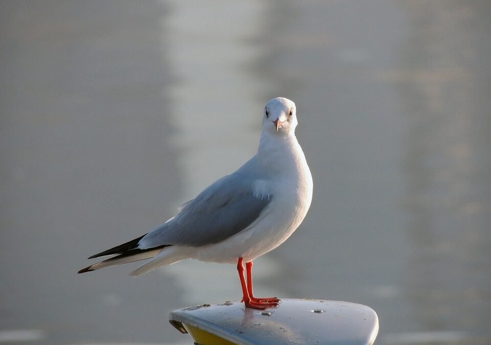 From Seed to Series A: A Guide to Venture Capital Funding Rounds